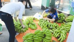 Bài học Mexico cho xuất khẩu nông sản Việt