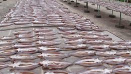 Khô cá lóc Thoại Sơn đứng trước thách thức nâng cao chất lượng và VSATTP